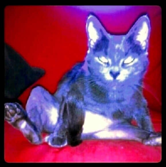 🪷 FLASH SALES and BOGO SALE - Picture 4 of 9